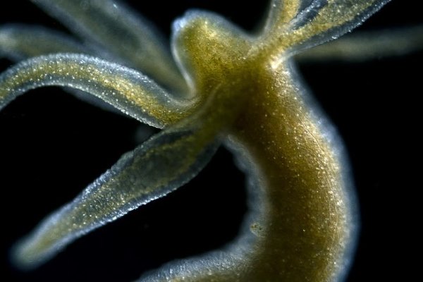 Kraken сайт магазин